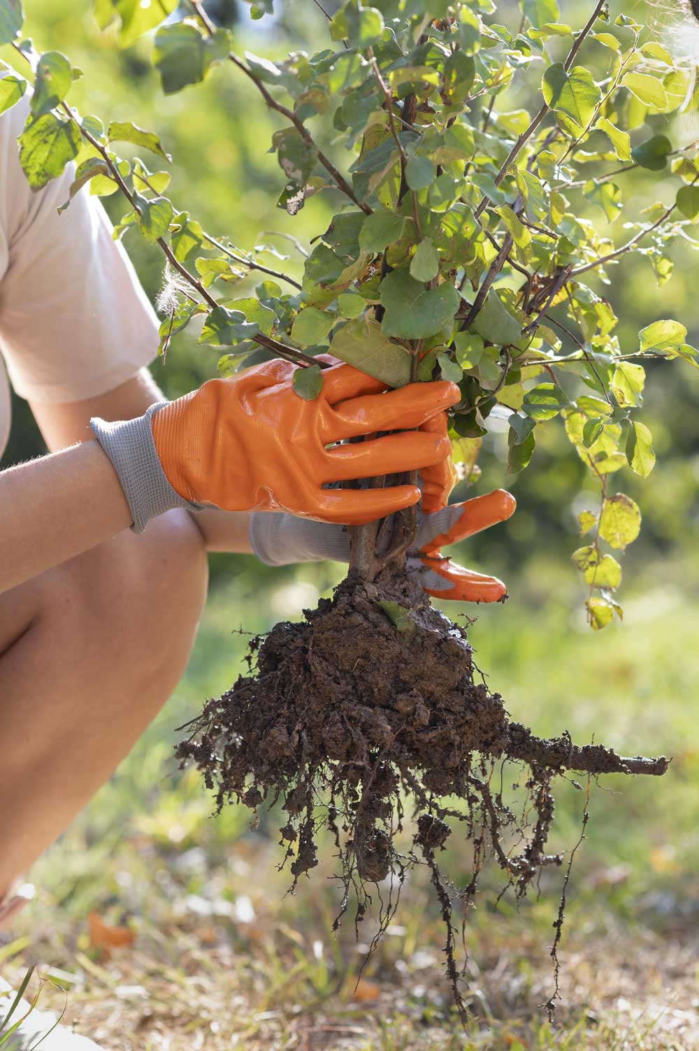 sustanability-falconsys